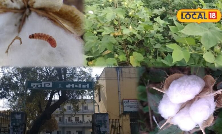 Agriculture News: कपास के डोडों में घुसकर रुई और बीज खा जाती है गुलाबी सुंडी, कृषि विभाग ने बताए बचाव के तरीके