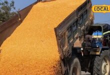 Agriculture News: कम बारिश और मौसम के उतार-चढ़ाव का फसलों पर असर, पिछले साल के मुकाबले भाव हुए कम