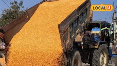 Agriculture News: कम बारिश और मौसम के उतार-चढ़ाव का फसलों पर असर, पिछले साल के मुकाबले भाव हुए कम