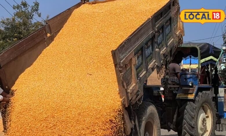 Agriculture News: कम बारिश और मौसम के उतार-चढ़ाव का फसलों पर असर, पिछले साल के मुकाबले भाव हुए कम