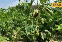 Agriculture: ग्वार में फलियां आईं, लेकिन दाना भरने को नमी नहीं, सीकर में खरीफ पर मौसम की दोहरी मार