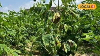 Agriculture: ग्वार में फलियां आईं, लेकिन दाना भरने को नमी नहीं, सीकर में खरीफ पर मौसम की दोहरी मार