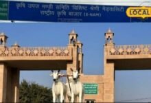 Agriculture: नागौर मंडी ने बदला कमाई का गणित, राजस्व में 84.29% की उछाल, किसानों का ऐसे भरोसा लौटा
