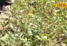 Agriculture: बारिश कम हुई तो कौन सी फसल किसानों के काम आएगी? काजरी की मोठ किस्में किसानों के लिए वरदान