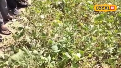 Agriculture: बारिश कम हुई तो कौन सी फसल किसानों के काम आएगी? काजरी की मोठ किस्में किसानों के लिए वरदान