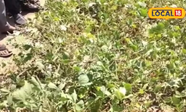Agriculture: बारिश कम हुई तो कौन सी फसल किसानों के काम आएगी? काजरी की मोठ किस्में किसानों के लिए वरदान