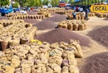 Agriculture: बारिश रूठी तो ग्वार बनी सहारा, किसानों को मिल रही अच्छी उपज, 6500 रुपए क्विंटल भाव दे रहा राहत
