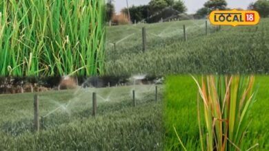 Agriculture: बैक्टीरियल पैनिकल ब्लाइट गेहूं का रोग नहीं, धान की बालियों-दानों को करता है प्रभावित, ऐसे करें बचाव