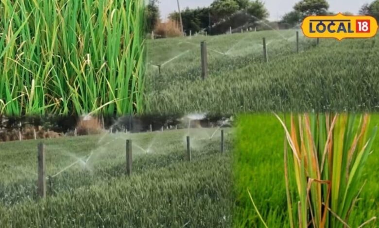 Agriculture: बैक्टीरियल पैनिकल ब्लाइट गेहूं का रोग नहीं, धान की बालियों-दानों को करता है प्रभावित, ऐसे करें बचाव