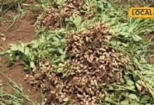 Agriculture: मूंगफली की कटाई से पहले ये गलती न करें, वरना खेत में छूट जाएंगी फलियां, जानें सही तरीका