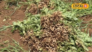 Agriculture: मूंगफली की कटाई से पहले ये गलती न करें, वरना खेत में छूट जाएंगी फलियां, जानें सही तरीका
