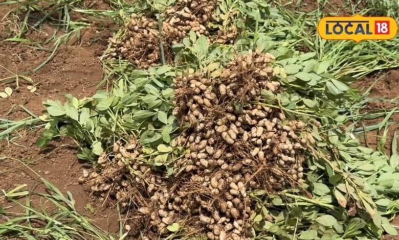 Agriculture: मूंगफली की कटाई से पहले ये गलती न करें, वरना खेत में छूट जाएंगी फलियां, जानें सही तरीका