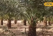 Agriculture : विदेशी खजूर की किस्में जालोर की मिट्टी में कैसे हो रहीं तैयार? जानिए खेती का तरीका
