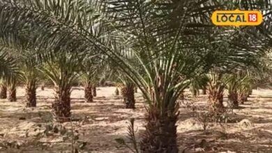 Agriculture : विदेशी खजूर की किस्में जालोर की मिट्टी में कैसे हो रहीं तैयार? जानिए खेती का तरीका