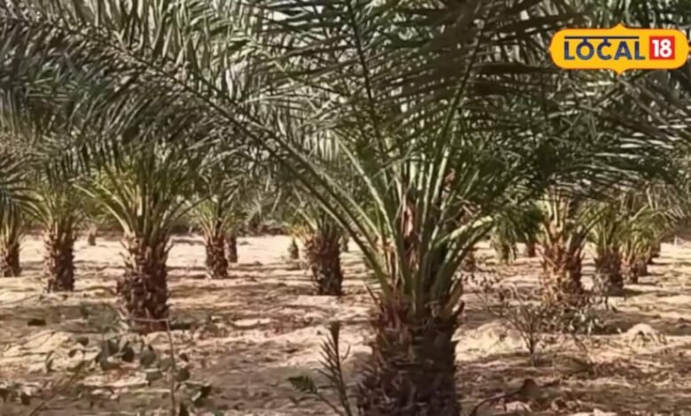 Agriculture : विदेशी खजूर की किस्में जालोर की मिट्टी में कैसे हो रहीं तैयार? जानिए खेती का तरीका