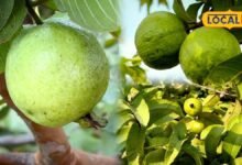 Agriculture: सवाई माधोपुर के बाद अब वैर-भुसावर में अमरूद की खेती बनी कमाई का मजबूत आधार, दूसरे राज्यों तक कारोबार