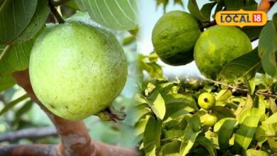 Agriculture: सवाई माधोपुर के बाद अब वैर-भुसावर में अमरूद की खेती बनी कमाई का मजबूत आधार, दूसरे राज्यों तक कारोबार