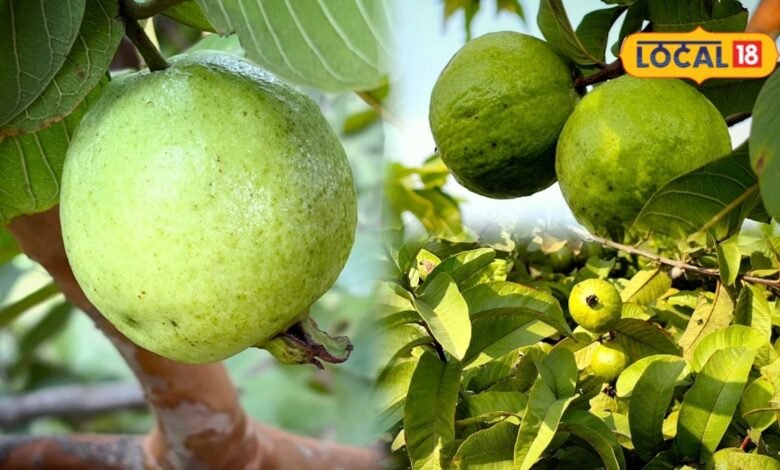Agriculture: सवाई माधोपुर के बाद अब वैर-भुसावर में अमरूद की खेती बनी कमाई का मजबूत आधार, दूसरे राज्यों तक कारोबार