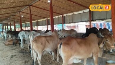 Animal husbandry I पशुपालन का खर्च घटाने के 5 आसान तरीके, जानें चारा और देखभाल के टिप्स