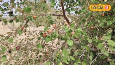 Ber Ke Faayde: हड्डियों और दिल की सेहत के लिए फायदेमंद है देसी बेर, ये सारे पोषक तत्व मिल जाएंगे एक साथ