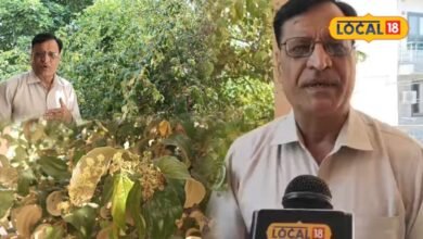 Bharatpur Ber Farming | Protect Crop From Fruit Fly |