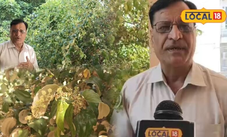 Bharatpur Ber Farming | Protect Crop From Fruit Fly |