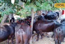 Bharatpur Cattle Fair: राजस्थान के पशुपालकों के लिए खास मंच बना जसवंत मेला, पशुओं की गुणवत्ता की हो रही परख
