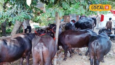 Bharatpur Cattle Fair: राजस्थान के पशुपालकों के लिए खास मंच बना जसवंत मेला, पशुओं की गुणवत्ता की हो रही परख