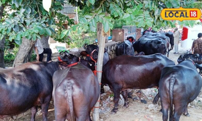Bharatpur Cattle Fair: राजस्थान के पशुपालकों के लिए खास मंच बना जसवंत मेला, पशुओं की गुणवत्ता की हो रही परख