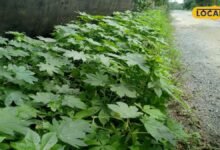 Castor Plant Benefit: हथेली जैसी पत्तियां, बीजों से निकलता है तेल, जानिए अरंडी के पौधे की खासियत