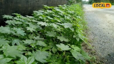 Castor Plant Benefit: हथेली जैसी पत्तियां, बीजों से निकलता है तेल, जानिए अरंडी के पौधे की खासियत