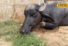 Dhaulpur News I सिर्फ सुखाकर 5 महीने तक बचाएं हरा चारा, पशुओं को मिलेगा भरपूर पोषण