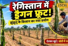 Dragon Fruit Farming I कम पानी में नई फसल की तलाश, झुंझुनूं के किसान ने ड्रैगन फ्रूट पर लगाया दांव