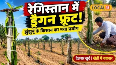Dragon Fruit Farming I कम पानी में नई फसल की तलाश, झुंझुनूं के किसान ने ड्रैगन फ्रूट पर लगाया दांव