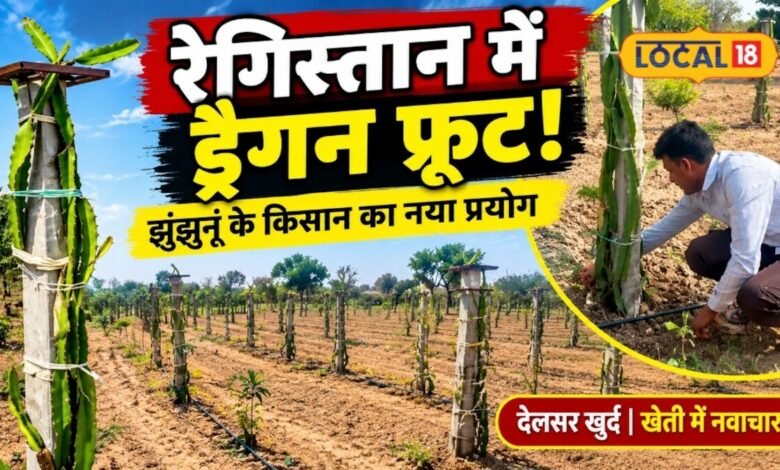 Dragon Fruit Farming I कम पानी में नई फसल की तलाश, झुंझुनूं के किसान ने ड्रैगन फ्रूट पर लगाया दांव