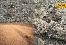 Farming Tips: बाजरा कटाई के बाद खेत में गलती से भी न छोड़ें डंठल-बूला और घास-फूस, अगली फसल से पहले जरूर करें ये काम
