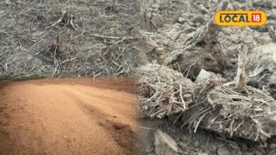 Farming Tips: बाजरा कटाई के बाद खेत में गलती से भी न छोड़ें डंठल-बूला और घास-फूस, अगली फसल से पहले जरूर करें ये काम