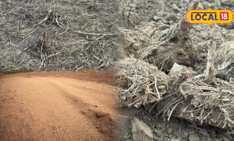 Farming Tips: बाजरा कटाई के बाद खेत में गलती से भी न छोड़ें डंठल-बूला और घास-फूस, अगली फसल से पहले जरूर करें ये काम