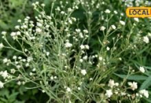 Gajar Ghas Health Hazard & Crop Damage | गाजर घास के नुकसान
