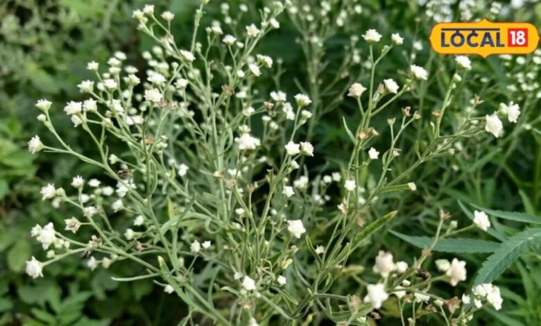 Gajar Ghas Health Hazard & Crop Damage | गाजर घास के नुकसान
