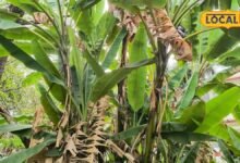 Gardening Tips: घर के पीछे यूं ही पड़ी है खाली जगह? लगा दें ये फलदार पौधे, फायदे जानकर चौंक जाएंगे