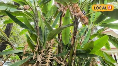 Gardening Tips: घर के पीछे यूं ही पड़ी है खाली जगह? लगा दें ये फलदार पौधे, फायदे जानकर चौंक जाएंगे
