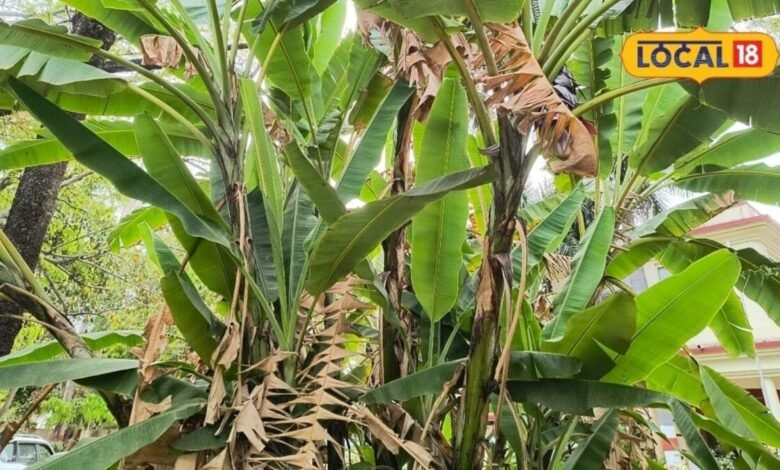 Gardening Tips: घर के पीछे यूं ही पड़ी है खाली जगह? लगा दें ये फलदार पौधे, फायदे जानकर चौंक जाएंगे