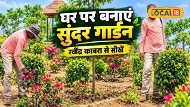 Gardening Tips : घर में लगाते हैं पौधे, फिर भी सूख जाते हैं? गार्डनिंग एक्सपर्ट ने बताया मिट्टी, खाद और पानी देने का सही फॉर्मूला