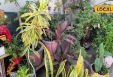 Gardening Tips: मिट्टी में पनप रहे हैं छोटे कीड़े तो अपनाएं ये घरेलू उपाय, पौधों की जड़ें रहेंगी सुरक्षित