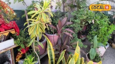 Gardening Tips: मिट्टी में पनप रहे हैं छोटे कीड़े तो अपनाएं ये घरेलू उपाय, पौधों की जड़ें रहेंगी सुरक्षित