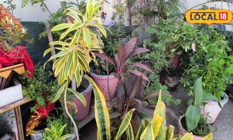 Gardening Tips: मिट्टी में पनप रहे हैं छोटे कीड़े तो अपनाएं ये घरेलू उपाय, पौधों की जड़ें रहेंगी सुरक्षित