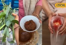 Hadjor Chutney I घुटने-जोड़ों की समस्या से परेशान हैं? रसोई में मौजूद ये देसी चटनी है बेहद खास
