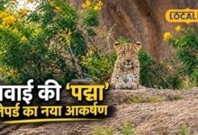 Jawai Leopard Safari: जवाई सफारी में कैमरे में कैद हुआ रोमांचक नजारा, तेंदुआ 'पद्मा' ने खींचा पर्यटकों का ध्यान