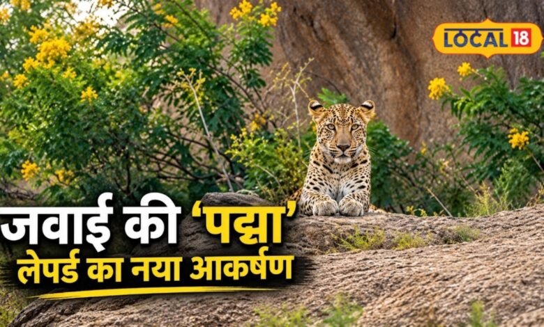 Jawai Leopard Safari: जवाई सफारी में कैमरे में कैद हुआ रोमांचक नजारा, तेंदुआ 'पद्मा' ने खींचा पर्यटकों का ध्यान